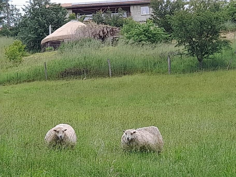 Charmante Yourte Contemporaine Carmaux Exteriör bild